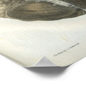 ヒト脳神経解剖学プリント ポスター (角)