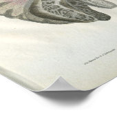 ヒト脳解剖学プリント ポスター (角)