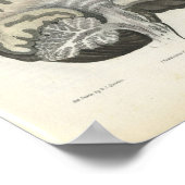 ヒト脳解剖学プリント ポスター (角)