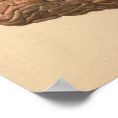 ヒト脳解剖学ヴィンテージプリント ポスター (角)