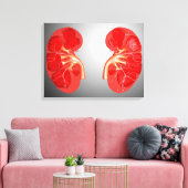 ヒト腎臓の断面積 キャンバスプリント (インサイチュ (リビング))