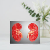 ヒト腎臓の断面積 ポストカード (スタンド正面)