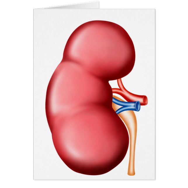 ヒト腎臓解剖学 (正面)