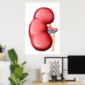 ヒト腎臓解剖学 ポスター (ホームオフィス)