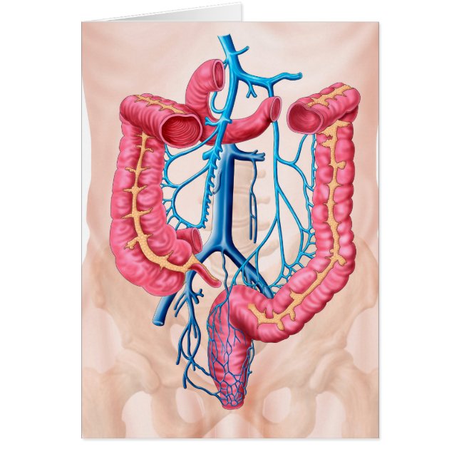 ヒト腹静脈システムの解剖学 (正面)