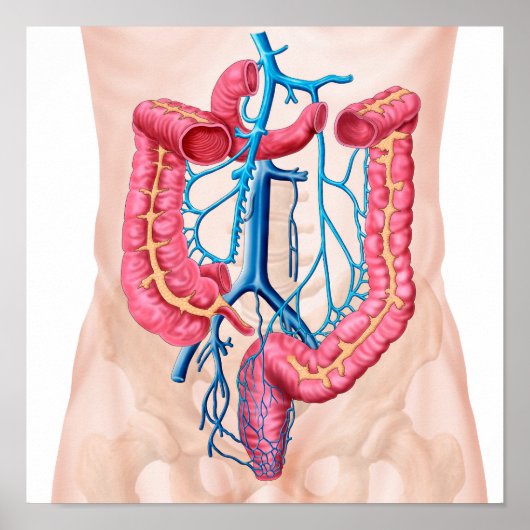 ヒト腹静脈システムの解剖学 ポスター (正面)