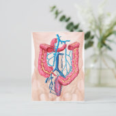 ヒト腹静脈システムの解剖学 ポストカード (スタンド正面)