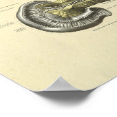 ヒト膵臓内部解剖学プリント ポスター (角)