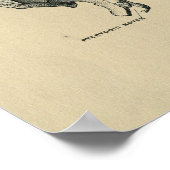 ヒト蝶形解剖学1902ヴィンテージプリント ポスター (角)