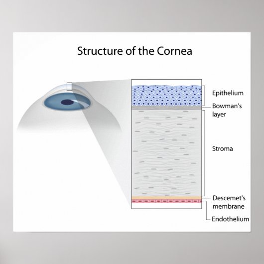 ヒト角膜ポスターの構造 ポスター (正面)