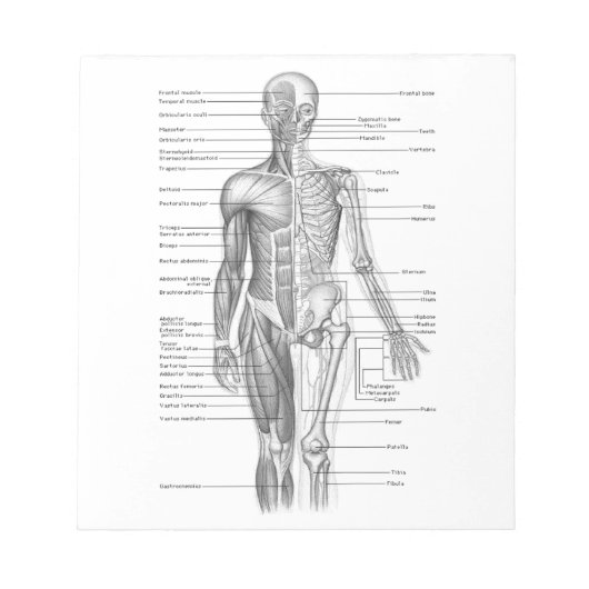 ヒト解剖図 ノートパッド (正面)