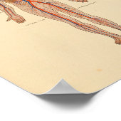 ヒト解剖学ハート動脈プリント ポスター (角)