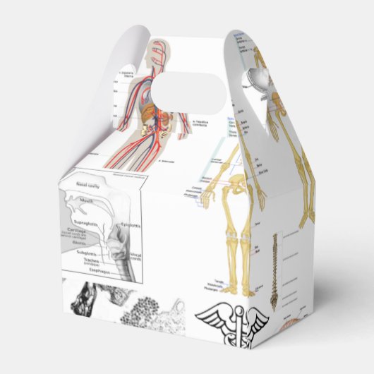 ヒト解剖学医学図 フェイバーボックス (裏面サイド)