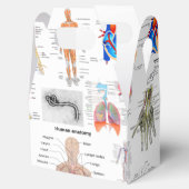 ヒト解剖学医学図 フェイバーボックス (オープン)