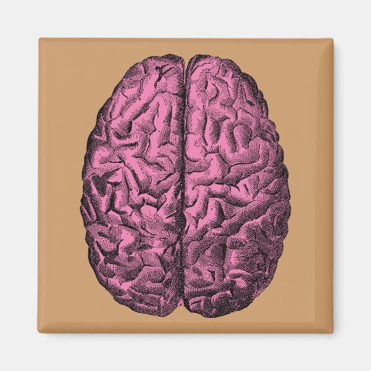 ヒト解剖学的脳 マグネット (正面)