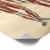 ヒト解剖学1841年プリント筋神経 ポスター (角)