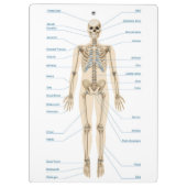 ヒト解剖学 クリップボード (裏面)