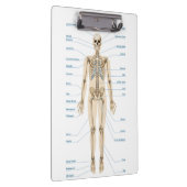 ヒト解剖学 クリップボード (右)