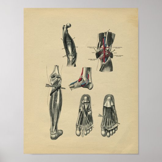 ヒト足脚の解剖学1902ヴィンテージプリント ポスター (正面)