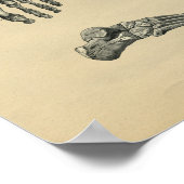 ヒト足解剖学1902ヴィンテージプリント ポスター (角)