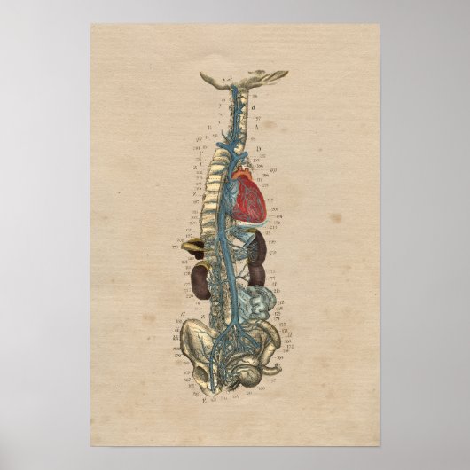 ヒト静脈ハート解剖学1841プリント ポスター (正面)