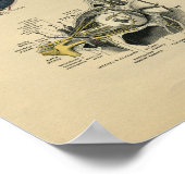 ヒト顔眼解剖学1902ヴィンテージプリント ポスター (角)