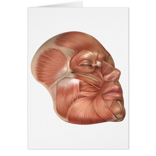 ヒト顔筋構造 (正面)