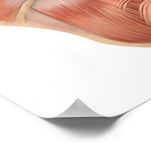 ヒト顔筋構造 ポスター (角)