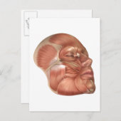 ヒト顔筋構造 ポストカード (正面/裏面)