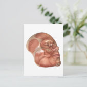 ヒト顔筋構造 ポストカード (スタンド正面)