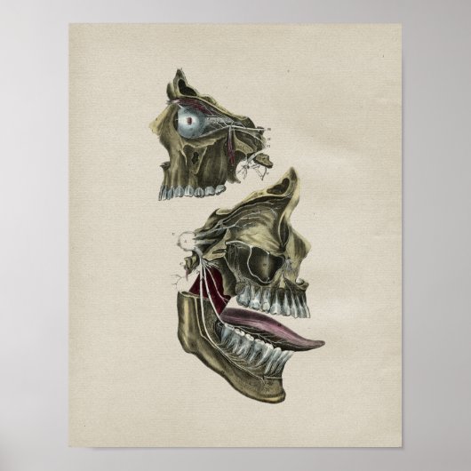 ヒト顔面神経解剖学ヴィンテージプリント ポスター (正面)