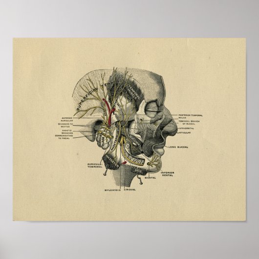ヒト顔面神経解剖学1902ヴィンテージプリント ポスター (正面)