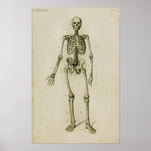 ヒト骨格前部ヴィンテージ解剖学プリント ポスター (正面)