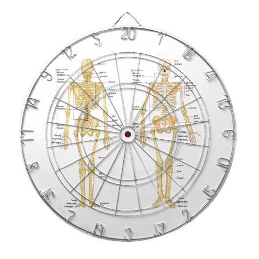 ヒト骨格標識解剖図 ダーツボード (正面)