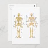 ヒト骨格標識解剖図 ポストカード (正面/裏面)