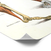 ヒト骨格筋解剖図ポスター24 X 36 ポスター (角)