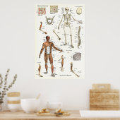 ヒト骨格筋解剖図ポスター24 X 36 ポスター (キッチン)