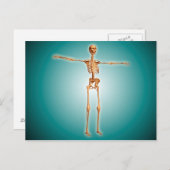 ヒト骨格系の透視図 ポストカード (正面/裏面)
