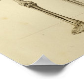 ヒト骨格解剖プリント後体 ポスター (角)