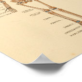 ヒト骨格骨解剖学プリント ポスター (角)