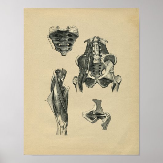 ヒト骨盤足解剖学1902ヴィンテージプリント ポスター (正面)