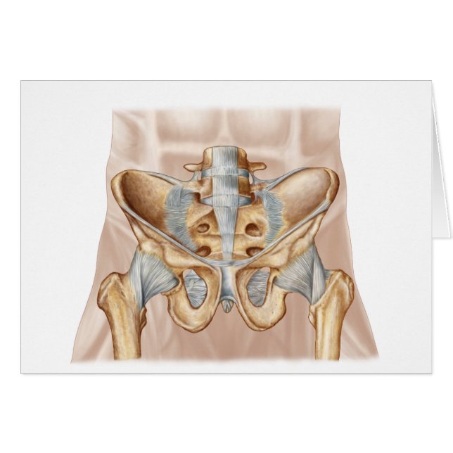 ヒト骨盤骨と靭帯の解剖学 (正面横)