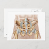 ヒト骨盤骨と靭帯の解剖学 ポストカード (正面/裏面)