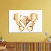 ヒト骨盤骨の解剖学1 キャンバスプリント (インサイチュ (リビング))