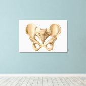 ヒト骨盤骨の解剖学1 キャンバスプリント (インサイチュ (ウッドフロア))