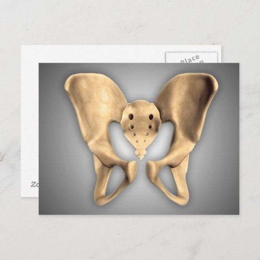 ヒト骨盤骨の解剖学2 ポストカード (正面/裏面)
