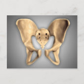 ヒト骨盤骨の解剖学2 ポストカード (正面)
