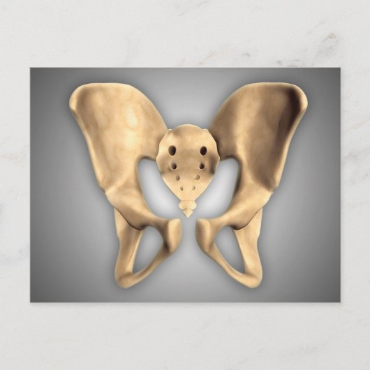 ヒト骨盤骨の解剖学2 ポストカード (正面)