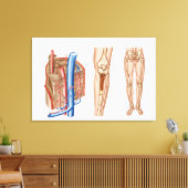 ヒト骨髄解剖学 キャンバスプリント (インサイチュ (リビング))