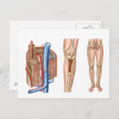 ヒト骨髄解剖学 ポストカード (正面/裏面)